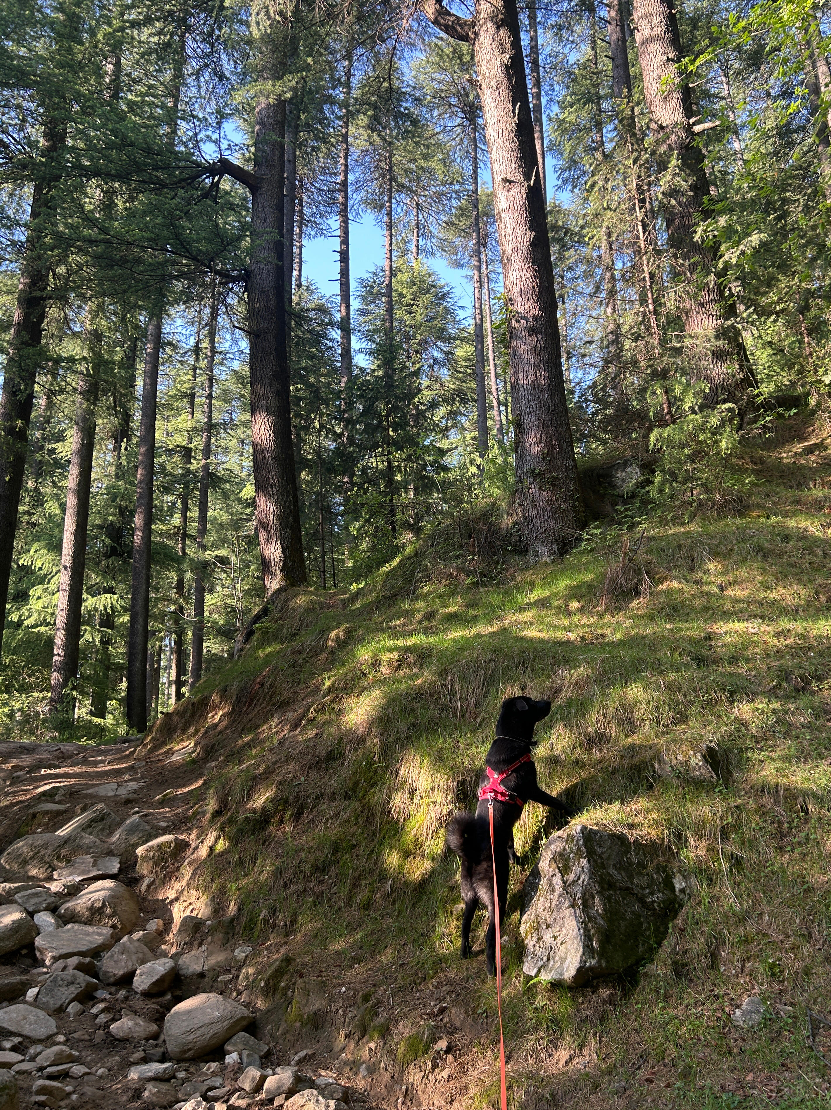 Jude - Manali